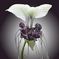 Bat Plant